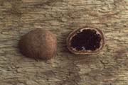 Elaphomyces muricatus